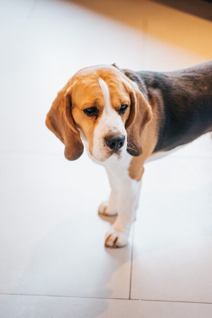 Sad dog stands on the floor