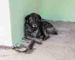 Free photo sad dog waiting in shelter to be adopted by someone