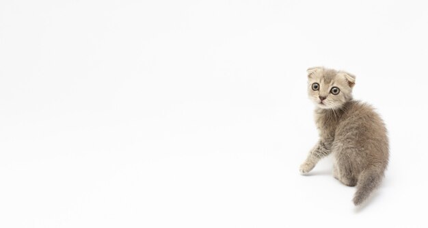 ソファに横になっているかわいい子猫 夏の庭で小さな赤ちゃん猫 無料の写真 ソファに横になっているかわいい子猫 夏の庭で小さな赤ちゃん猫 無料の写真