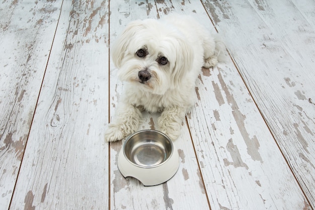 Sad maltese dog begging food next to an empty bowl, lying down and tilting head side on vintage parquet. Premium Photo