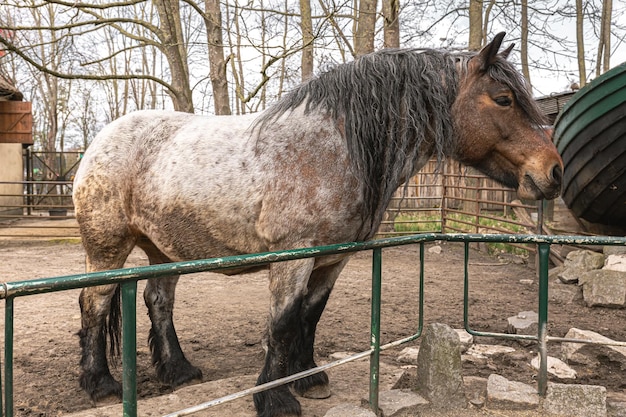Sad pony in the zoo wild animal in captivity