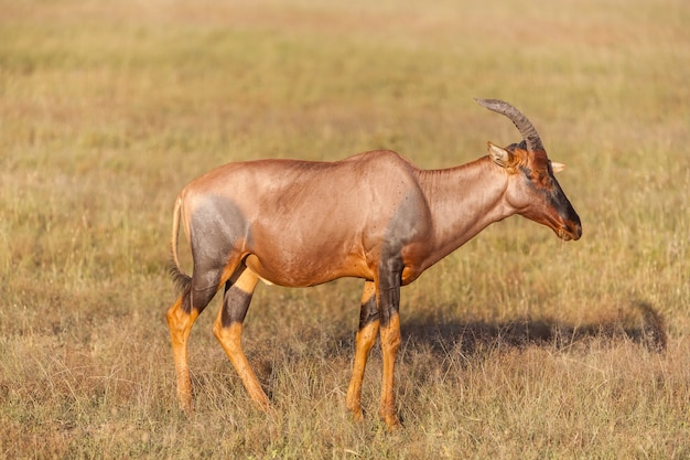 Сафари. антилопа на фоне зеленой травы