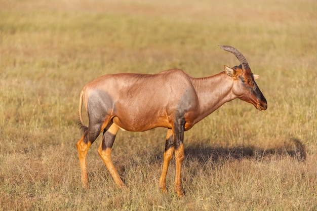 Safari. antelope on a background of green grass