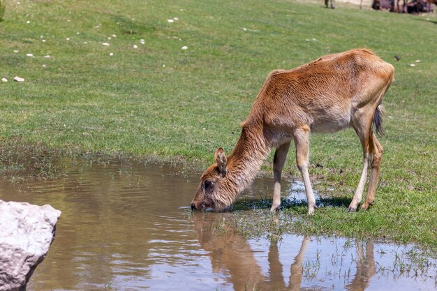 Сафари. антилопа пьет воду на фоне зеленой травы