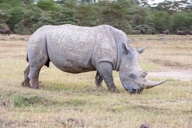 Foto gratuita safari - rinoceronte