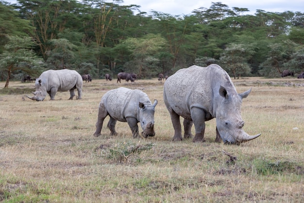 사파리-사바나의 배경에 코뿔소