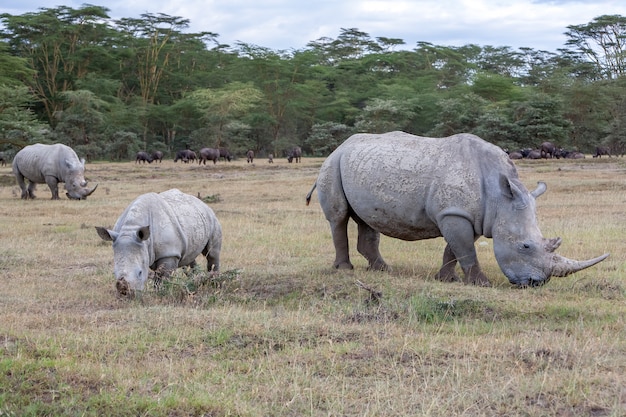 Сафари - носороги на траве