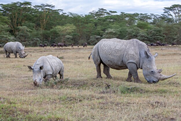 Safari - rhinos on the grass