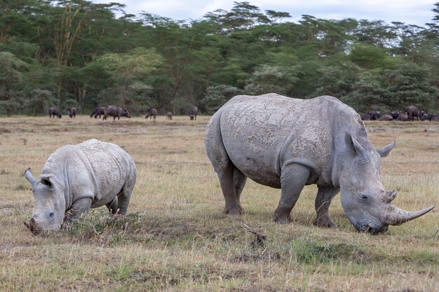 Сафари - носороги