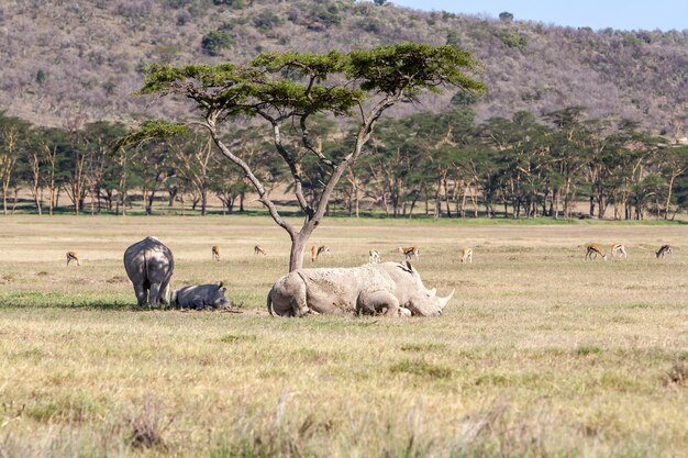 Сафари - носороги