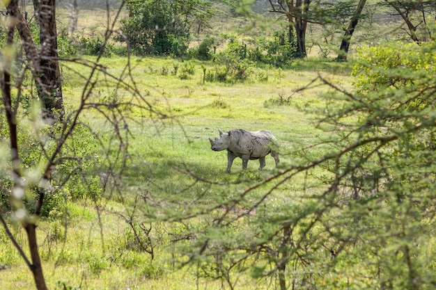 Safari. white rhino in the savanna