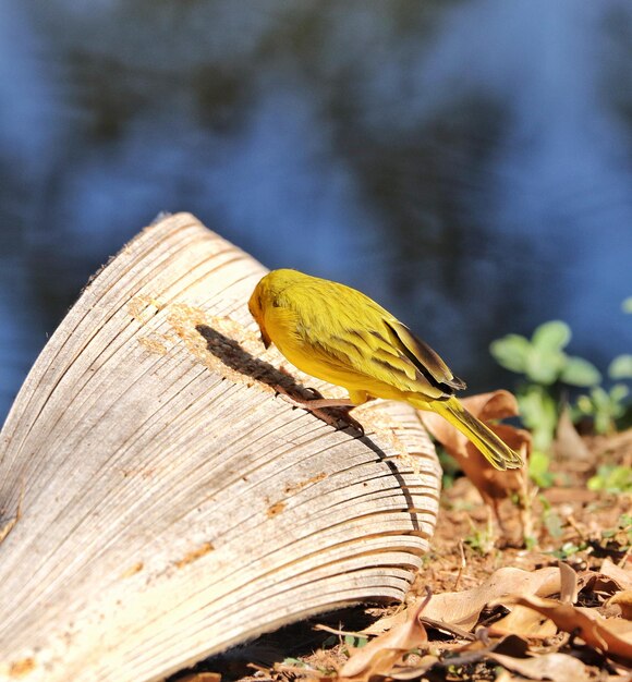 The saffron finch (sicalis flaveola) is a tanager from south america that is common in open and semi-open areas in lowlands outside the amazon basin.