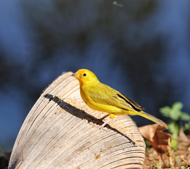 The saffron finch (sicalis flaveola) is a tanager from south america that is common in open and semi-open areas in lowlands outside the amazon basin.