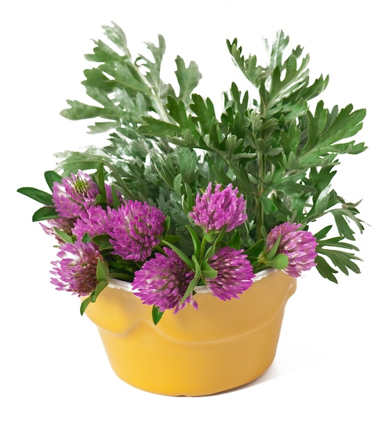 Foto gratuita salvia e trifoglio all'interno del vaso di fiori