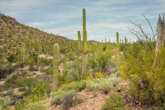 Saguaro 선인장