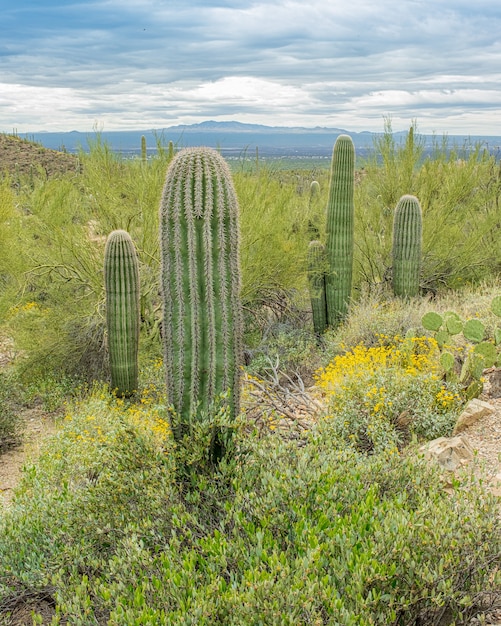 Free photo saguaro cactus