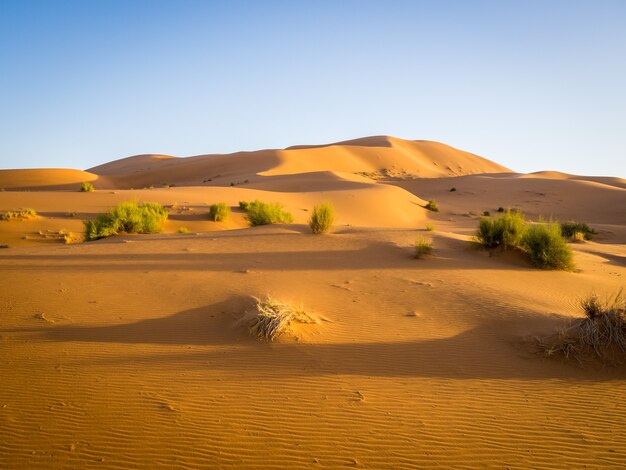 日光とアフリカのモロッコの青空の下でサハラ砂漠