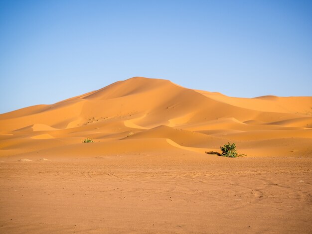 アフリカのモロッコの日光と青い空の下でサハラ砂漠
