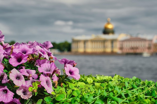 ロシアのサンクトペテルブルク市聖イサアク大聖堂のぼやけた背景は、ロシアのネヴァ川の曇り空ツアーを横切るヴァシリエフスキー島からの花の眺めに焦点を当てています