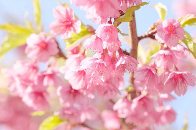 有什么方法可以旺桃花,用什么方法能催旺桃花