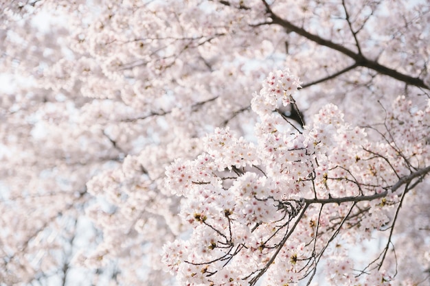 桜の木をクローズアップ