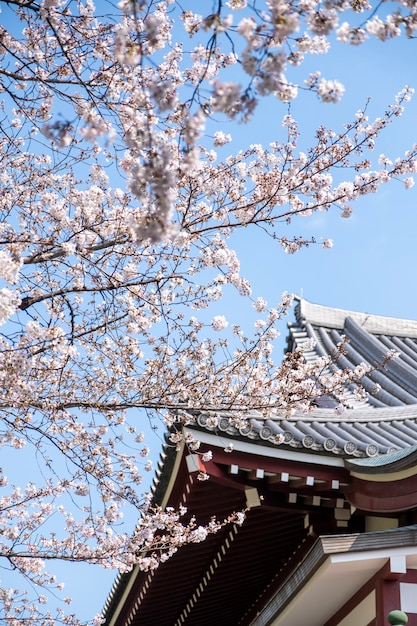 日本の寺院で桜の木