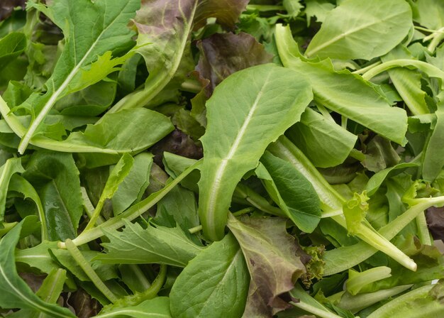 Salad mix with rucola, frisee, radicchio and lamb's lettuce