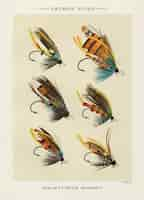 Free photo salmon flies from favorite flies and their histories by mary orvis marbury.