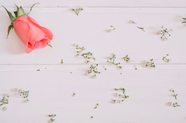 Salmon rose on the top left and tiny flowers on white table