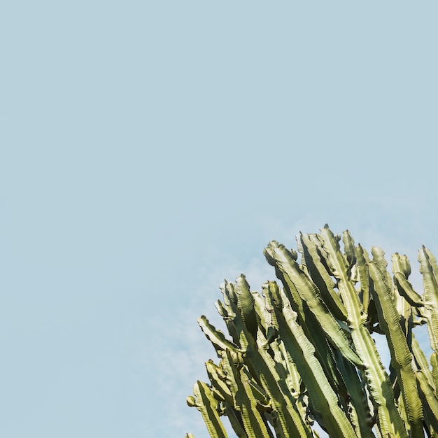 San pedro cactus growing against blue sky