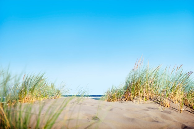 Free Photo sand dunes with grass on beach