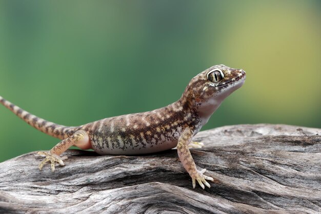 Sand gecko sunbathing on the wood