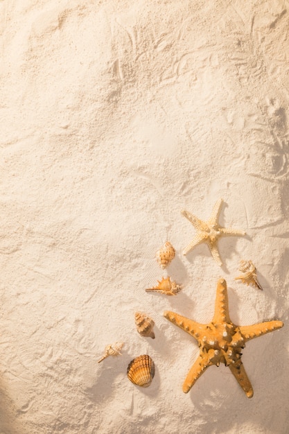 Free photo sand with dried sea creatures