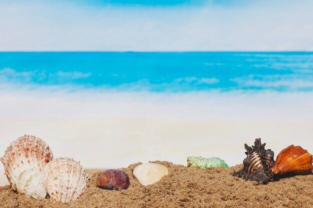 Sand with variety of seashells