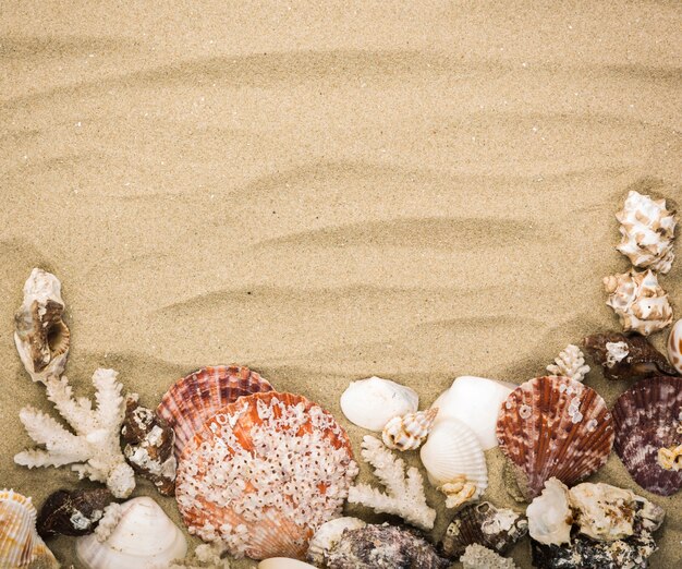 Sandy background with decorative seashells