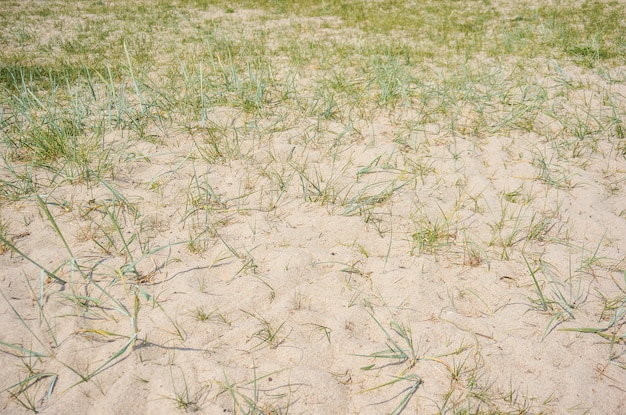 Free photo sandy field with grass growing