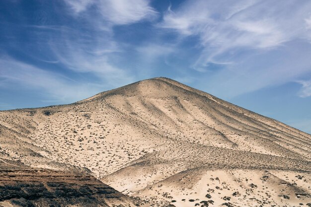 乾燥した植物のある砂丘