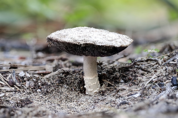 Sandy mushroom