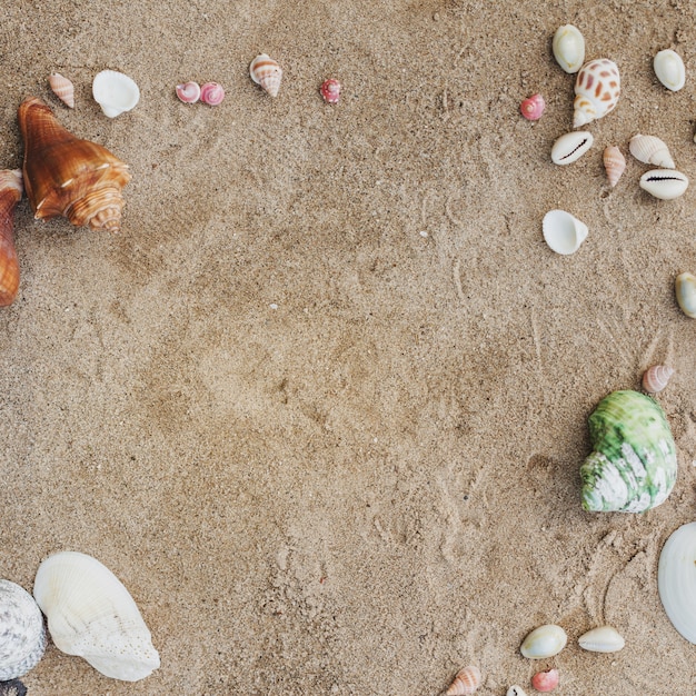 装飾的な貝殻と砂の表面