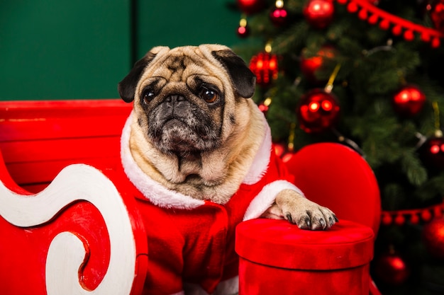 Free photo santa little helper domestic dog