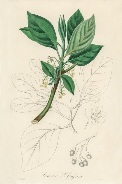 Sassafras (Laurus sassafras) illustration from Medical Botany (1836) 