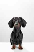 Free photo sausage dog or weiner dog sitting straight and watching straight wet nose and short legs training and obedience dog concept white background studio shot photo image