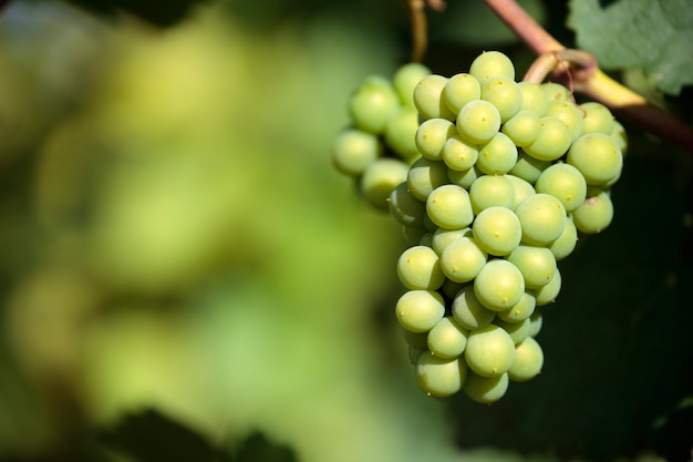 Sauvignon blanc white wine grapes vineyard bordeaux france closeup