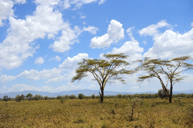 Пейзаж саванны в национальном парке кении