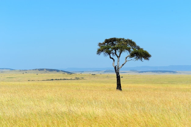 ケニアの国立公園のサバンナの風景