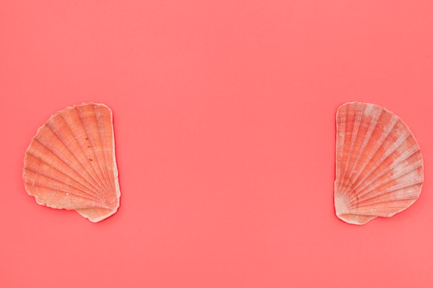 Scallops seashells on coral background with copy space for writing the text