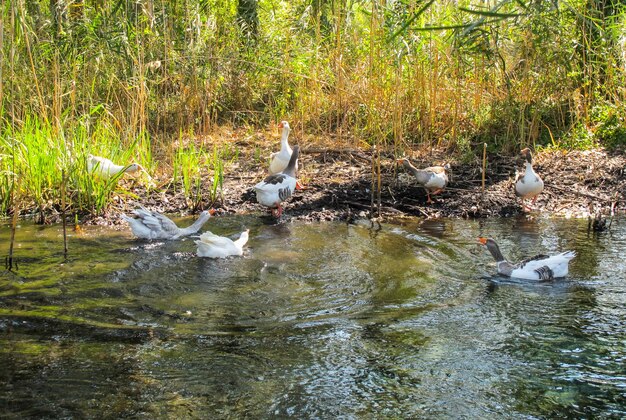 Scandal in the company of ducks on the bank of the river in a sunny day