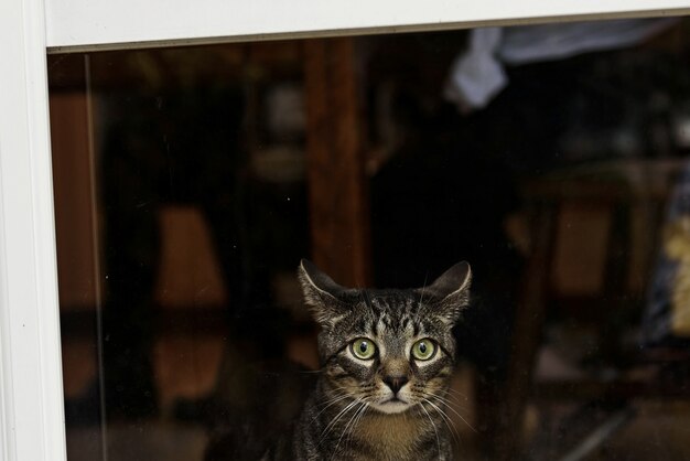 녹색 눈을 가진 무서워 회색 고양이는 창 앞에 앉아