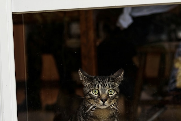 녹색 눈을 가진 무서워 회색 고양이는 창 앞에 앉아