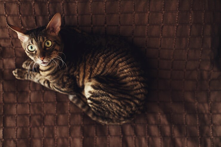 無料Photo びっくりした剥奪された猫の嘘は茶色のカーペット